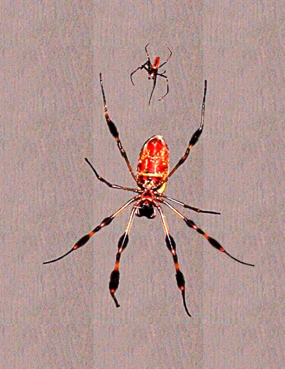 A female banana spider, at bottom, hangs in her web accompanied by a much smaller male. Males typically wait until the females are eating a trapped insect before attempting to mate, to reduce the chances of being consumed themselves.
