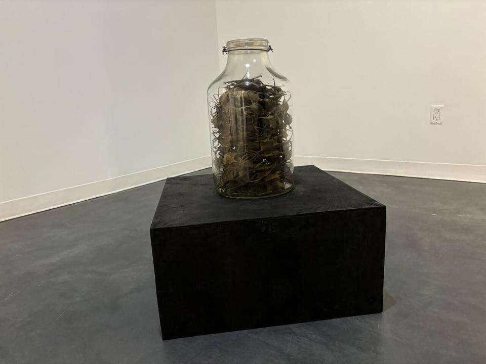 This jar on display at the exhibit contains 250 'mermaid purses.' Daze Jefferies says the aquatic egg sacks act as a key symbol in her collaboration with B.G. Osborne. Osborne says the 'purses' represent having to forge forward in the world without a direct maternal presence in life. 