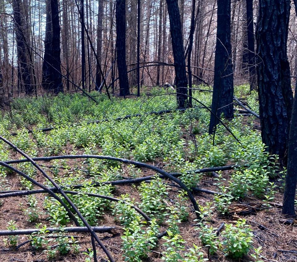Blueberry bushes growing in the Queen's River Preserve in Exeter last summer, just a few months after the April wildfire.