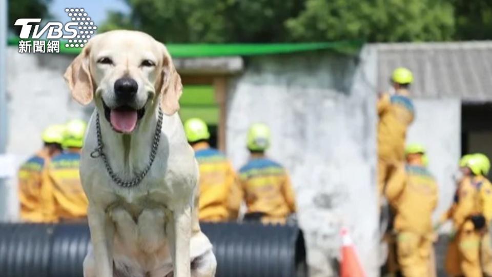 搜救犬鐵雄退役 開放台中市府員工及志工領養