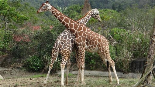 長頸鹿。（圖／翻攝自台北市動物園官網）