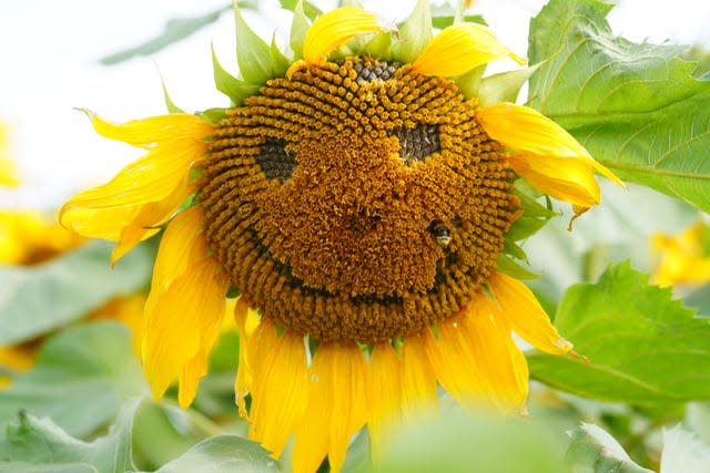 Sunflower with a face in the middle