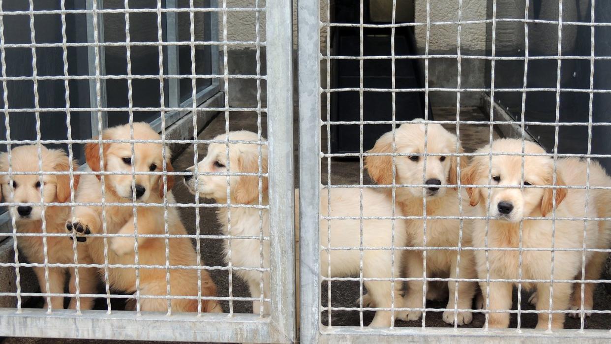 Hundewelpen stehen in einem Zwinger im Tierheim in Stuttgart. Die Polizei hatte die Tiere in einem Transporter aus der Slowakei beschlagnahmt. Foto: Marion Wünn/Tierschutzverein Stuttgart