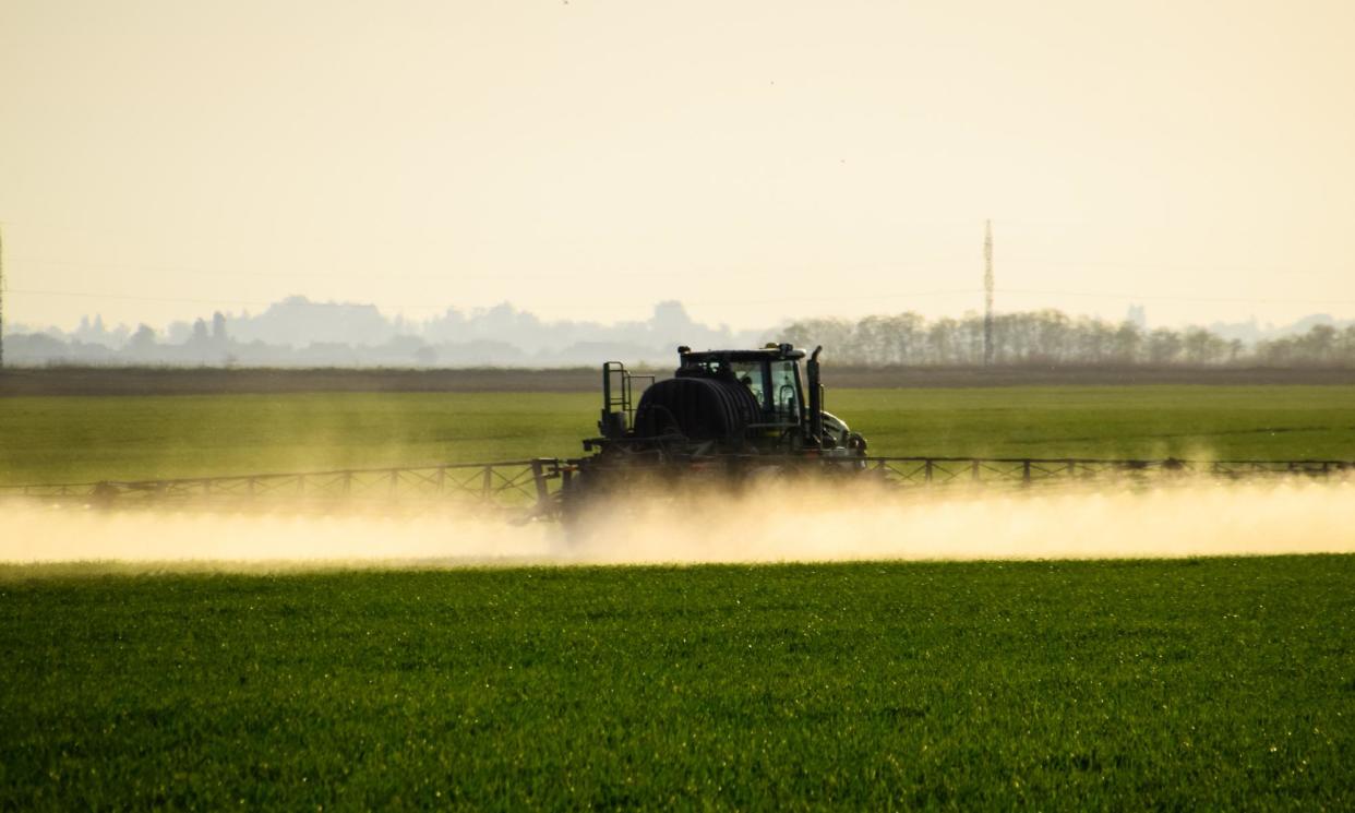 <span>Tractor with the help of a sprayer sprays liquid fertilizers on young wheat in the field.</span><span>Photograph: Leonid Eremeychuk/Getty Images/iStockphoto</span>