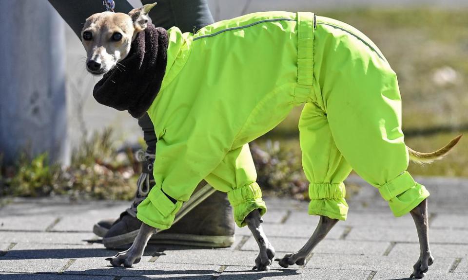 A whippet is warmed by a scarf and a green suit