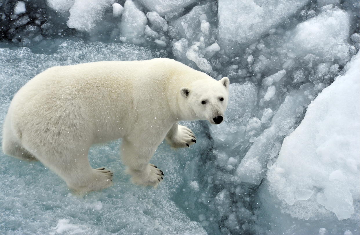 ARCTIC – AUGUST 19, 2017: A polar bear on an ice floe in the Arctic Ocean (Getty Images)