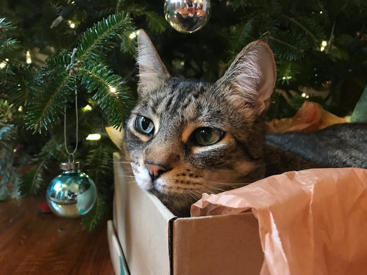 Treat Kitty to a new box or pet-safe treat, but not scraps from holiday meals. <a href="https://www.gettyimages.com/detail/photo/cat-in-a-box-under-a-christmas-tree-royalty-free-image/1272426157?phrase=cat%20holiday%20&adppopup=true" rel="nofollow noopener" target="_blank" data-ylk="slk:Cyndi Monaghan/Moment via Getty Images;elm:context_link;itc:0;sec:content-canvas" class="link ">Cyndi Monaghan/Moment via Getty Images</a>