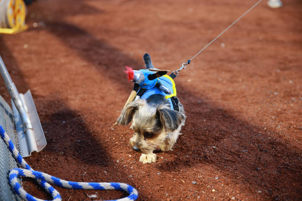 Bark in the Park