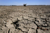FILE - Exposed ground is seen in a dried up river bed where the normally wide Mississippi River would flow, Oct. 20, 2022, near Portageville, Mo. The lack of rainfall in recent weeks has left the river approaching record low levels in areas from Missouri south through Louisiana, making barge and other navigation along the river more difficult. (AP Photo/Jeff Roberson, File)