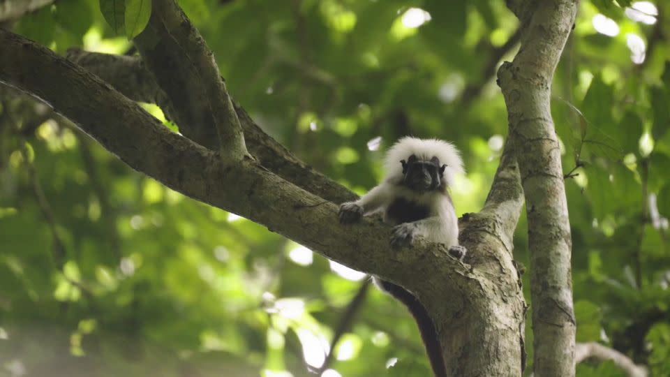 The illegal pet trade and slash-and-burn cattle ranching drove the titi to the brink of extinction. - Julian Quinones/CNN