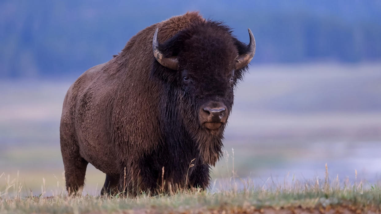  Bison at Yellowstone National Park, Wyoming, USA 