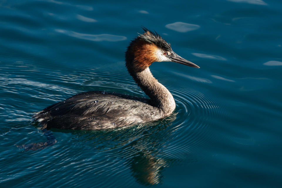 Australasian Crested Grebe, other names southern crested grebe, great crested grebe, swimming in lake Wanaka, South Island (Janice Chen / Getty Images / iStockphoto)