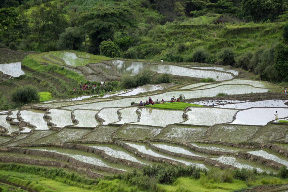 Nepalese farmers work on rice paddies in Dakshinkali, Kathmandu, Nepal. Water is pumped onto the paddies from a nearby water source due to low rainfall. (Photo: NurPhoto via Getty Images)