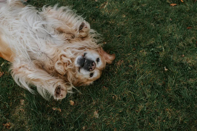 11 Pets With a 5-Year Lifespan (or Less) - PetHelpful