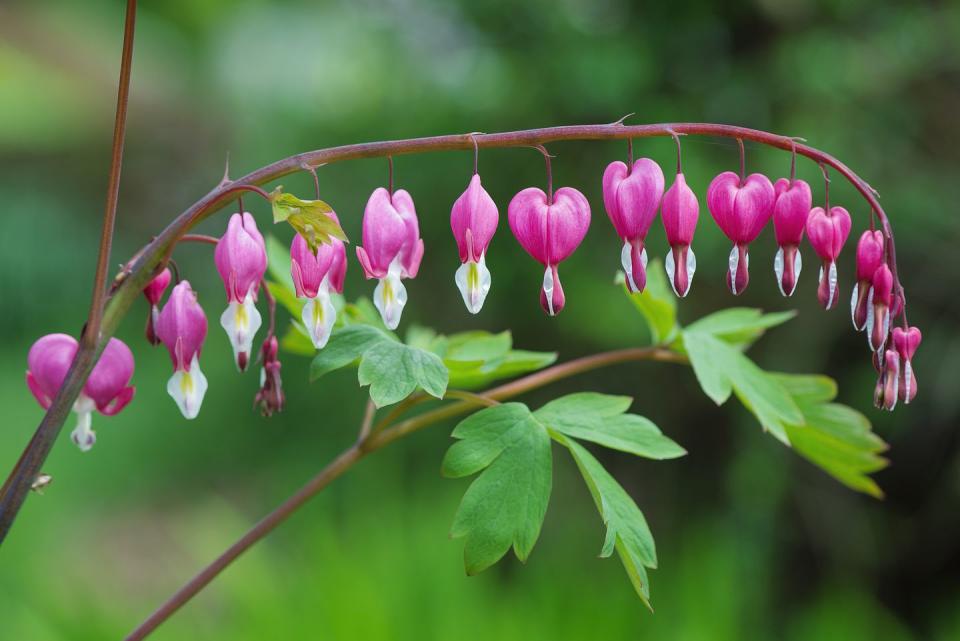 3) Bleeding Heart (Lamprocapnos spectabilis)