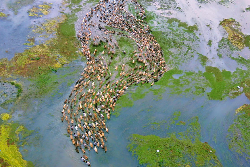 That’s quackers! Mesmerizing aerial footage of hundreds of ducks following the leader