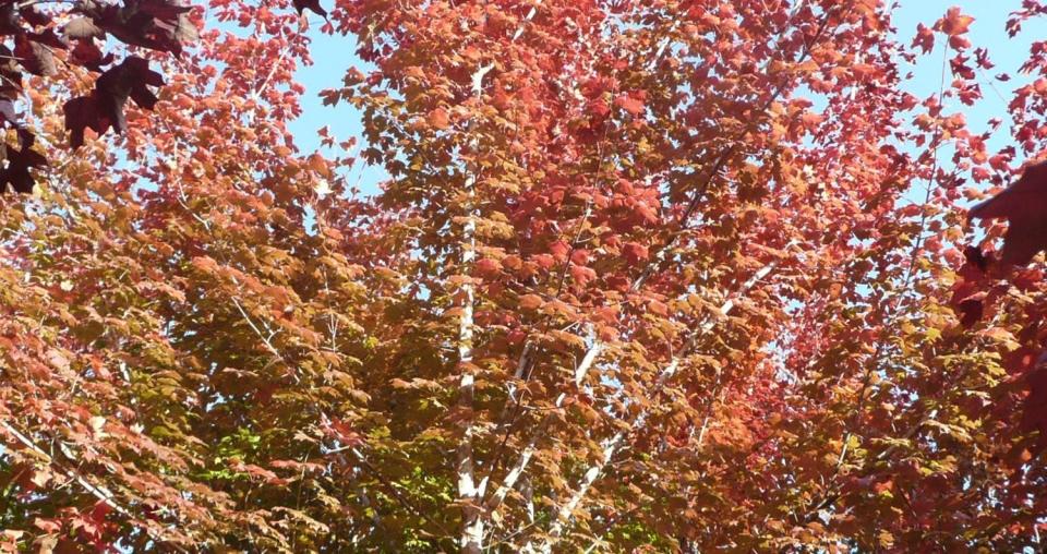 Florida maple displays orange foliage in the fall.