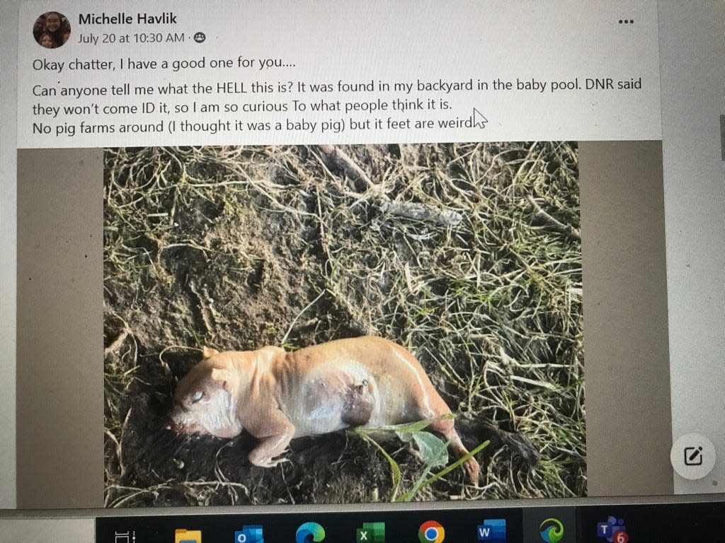 Social media in Noblesville, Indiana speculated for several hours what this creature was July 20. The Indiana Department of Natural Resources later said it was a groundhog that was bloated from being submerged in water.