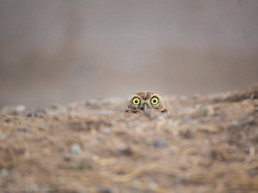 "Peek a boo" by Shane Keena shows an owl peeking out of the ground.