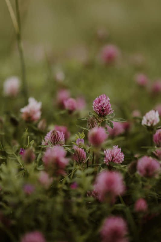 Choose the right type of clover seed for your lawn.<p>Photo by Annie Spratt on Unsplash</p>