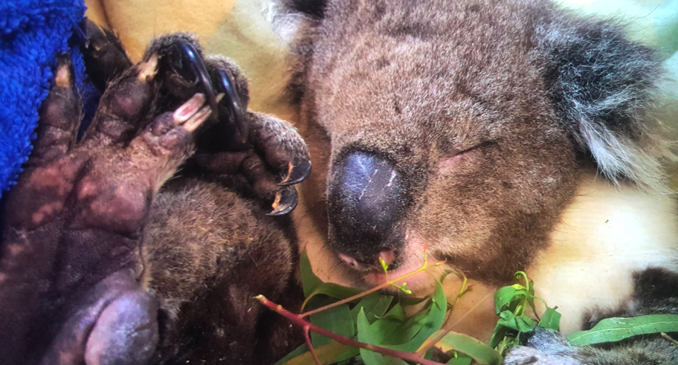 Wildlife carers have found koalas suffering from ill health within the smelter's buffer zone. Source: Supplied