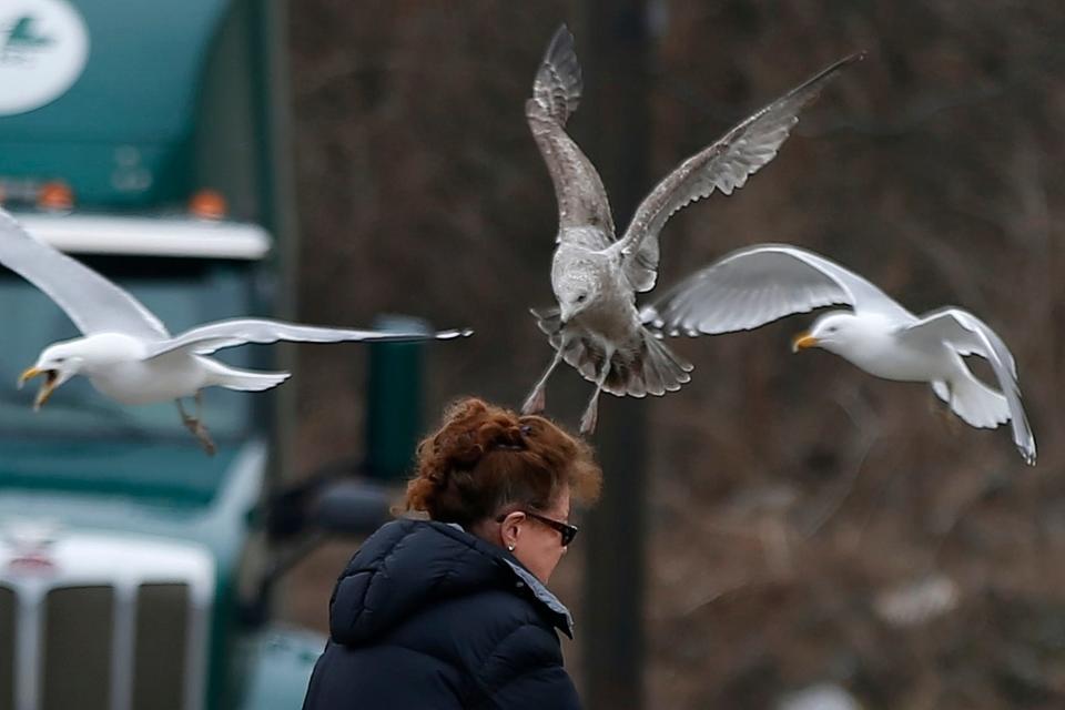 A woman walking past some birds on Shawmut Avenue in New Bedford has some feathered friends do some flybys.