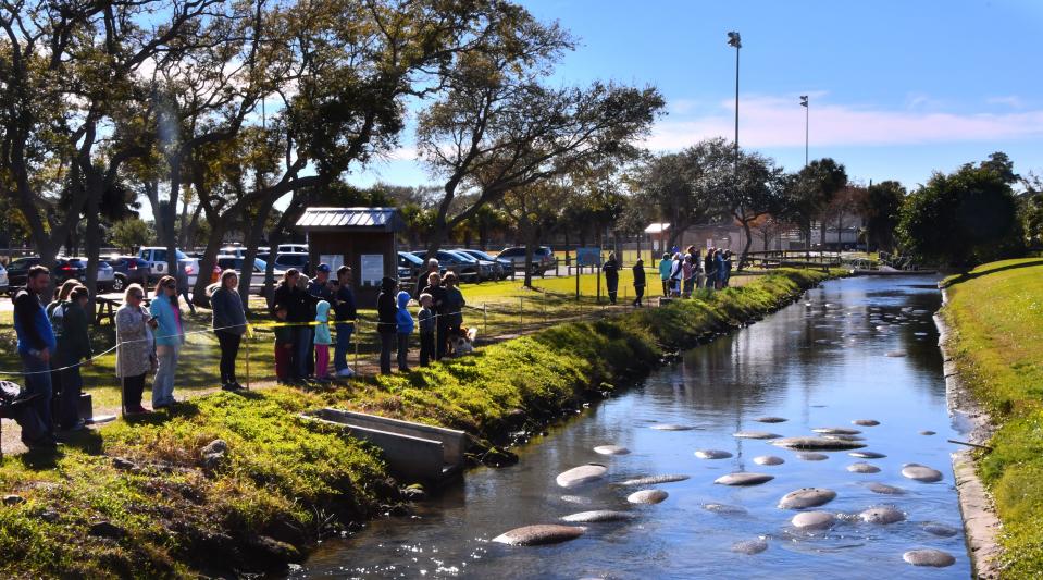 When the temperatures drop in Brevard manatees swarm to the shallow canal at DeSoto Park in Satellite Beach. FWC estimated that more than 157 manatees were in the canal Monday morning. The canal has become a tourist attraction during cold spells.