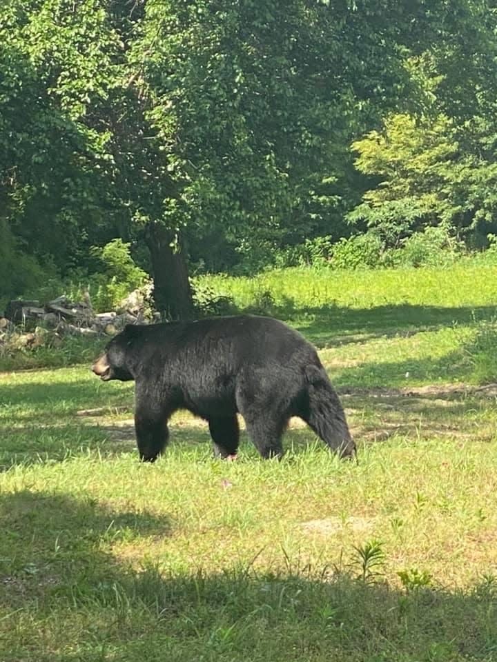 "Bruno" the bear