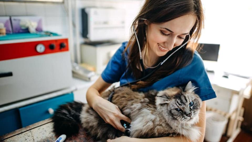 cat visiting the vet