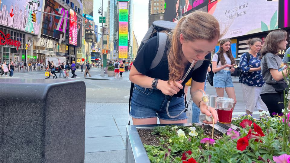 Samantha Kennett, lead author of the study, collected Manhattan Ants in pots located in Times Square. - Becca Senft