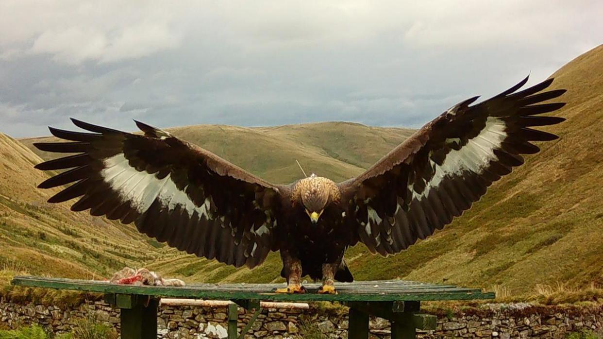 Merrick the golden eagle