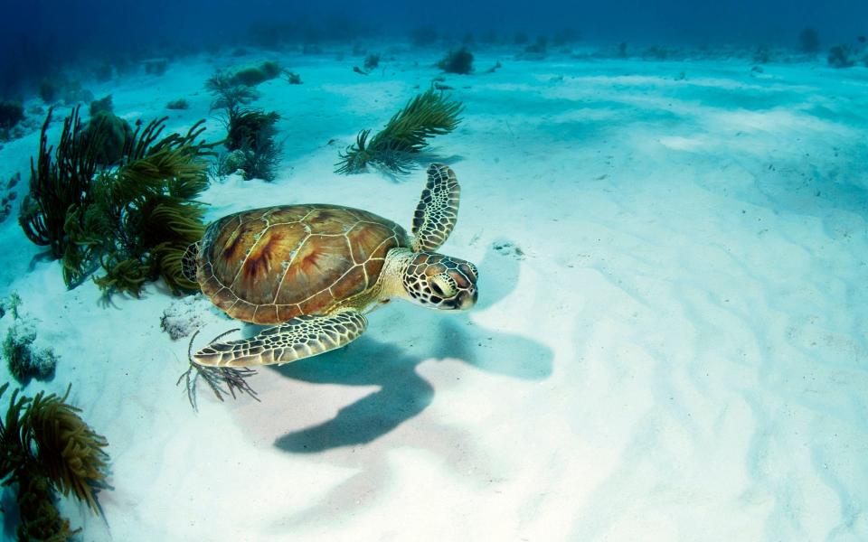 Turtle swims on the white sand of Thousand Steps Reef in Bonaire - Getty
