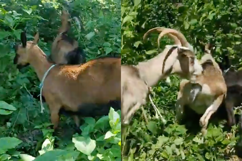 曼哈頓的河濱公園竟出現十幾頭山羊，目的就是為了要「吃草」。（翻攝自New York City Department of Parks & Recreation臉書）