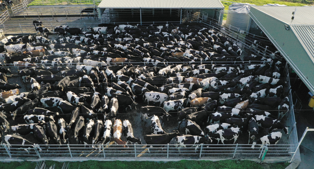 Aerial vision of dairy cattle in a pen.