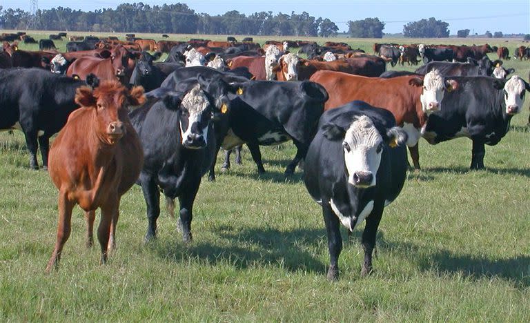 La ganadería demanda pasturas de calidad