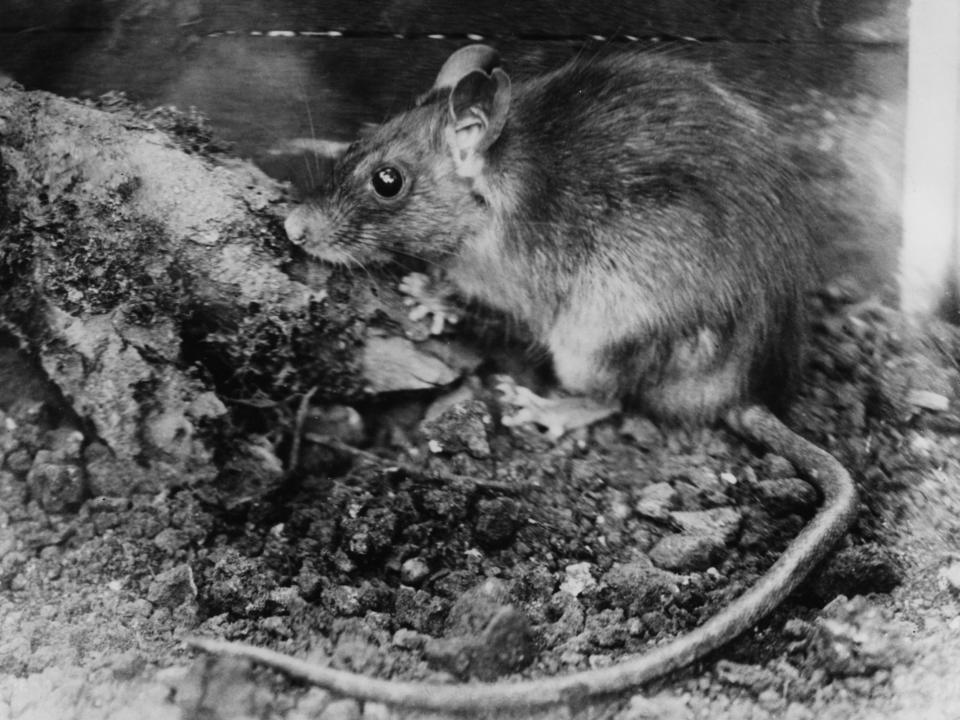 A brown rat photographed in 1953.