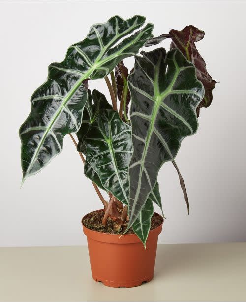 10) Alocasia Polly 'African Mask' Live Plant