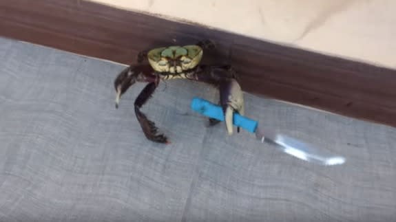 Knife_crab