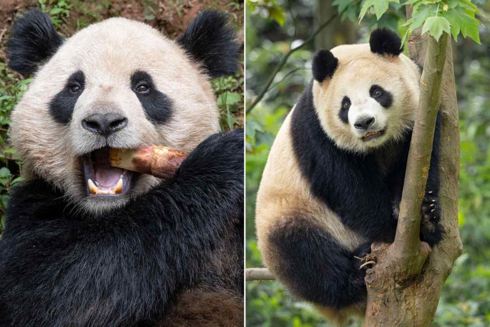 <p>San Diego Zoo</p> Yun Chuan (left) and Xin Bao, the two pandas moving from China to the San Diego Zoo