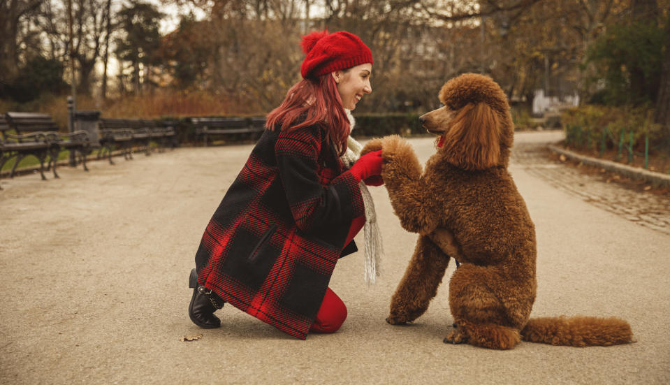 Poodle learning tricks in park