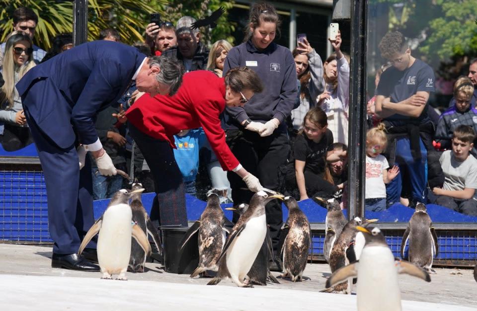 The Princess Royal, accompanied by Vice Admiral Sir Tim Laurence as they feed penguins Edinburgh Zoo (Andrew Milligan/PA) (PA Wire)