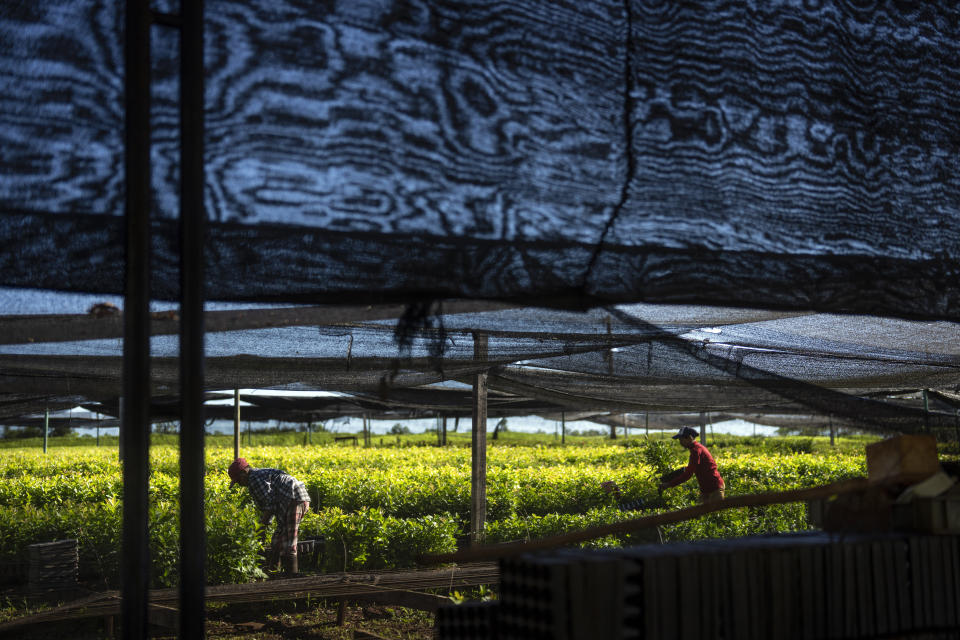 Mujeres arreglan plantas de yerba mate en un invernadero de Andresito, en la provincia de Misiones, Argentina, el jueves 18 de abril de 2024. Durante décadas, el gobierno argentino ha apoyado la industria con controles de precios y subsidios, pero para resolver la crisis financiera de Argentina, el presidente Javier Milei busca eliminar las regulaciones que afectan a distintos mercados, incluido el de la yerba mate. (AP Foto/Rodrigo Abd)