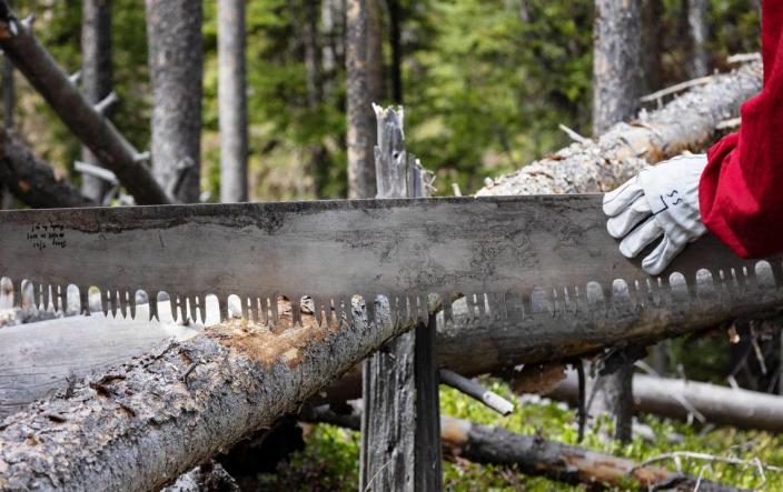 Henry Vaughan of the Sawtooth Society cuts a tree on a trail near Redfish Lake in the Sawtooth National Recreation Area on June 2, 2022. The Sawtooth Society provides trail maintenance with help from many volunteers.