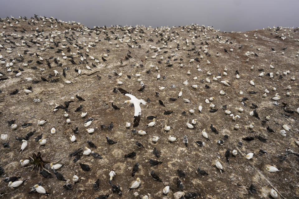 A northern gannet flies above the colony along a cliff on Bonaventure Island in the Gulf of St. Lawrence off the coast of Quebec, Canada's Gaspe Peninsula, Monday, Sept. 12, 2022. Colony life is a crowded affair, as the birds nest barely a wingspan apart and fiercely guard their spots against intrusions by others. (AP Photo/Carolyn Kaster)