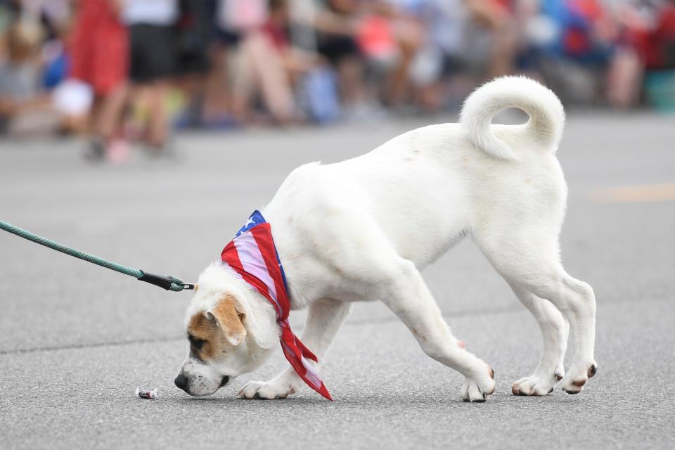 Scenes from the Farragut Independence Day Parade on Kingston Pike, Tuesday, July 4, 2023.