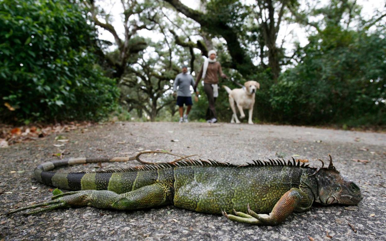 The cold weather causes paralysis in the animals - Reuters