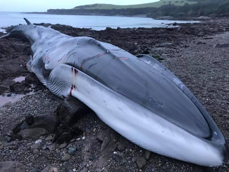 The fin whale was found stranded on a Cornwall beach in February and later died: British Divers Marine Life Rescue