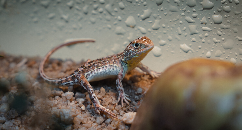 A Victorian grassland earless dragon in a tank with water on the glass.