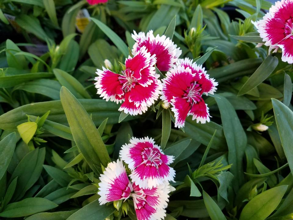 Winter is a great time to plant cheerful flowers such as dianthus.