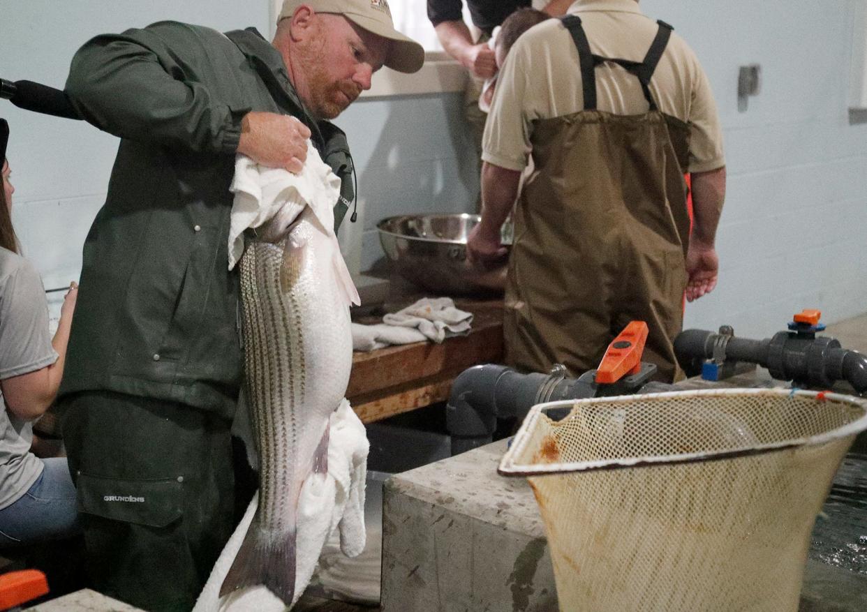 Fisheries Biologist Joel Fleming prepares a male striped bass at the Richmond Hill Fish Hatchery.